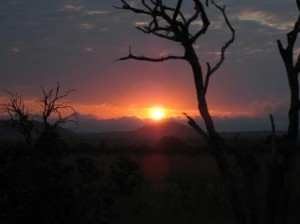 sunrise over the savanna